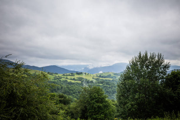 istock Carpathian forest before rainy night. Landscape with pine forests and mountains in summer. Zakarpattya, Ukraine. 1009389660