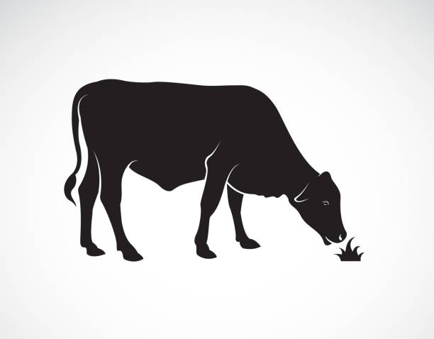 Vector of a  cow is eating grass on white background. Farm Animals. Easy editable layered vector illustration. Vector of a  cow is eating grass on white background. Farm Animals. Easy editable layered vector illustration. aberdeen angus cattle stock illustrations