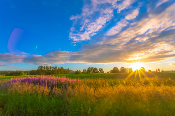istock Summer sunset landscape from Sotkamo, Finland. 1009390640