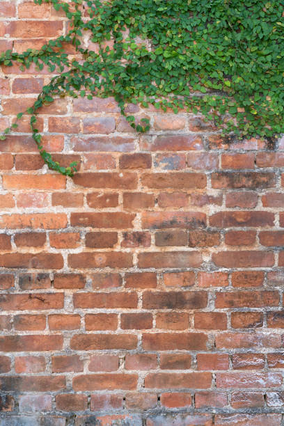 istock old vintage brick wall with green ivy in the corner 1009393310