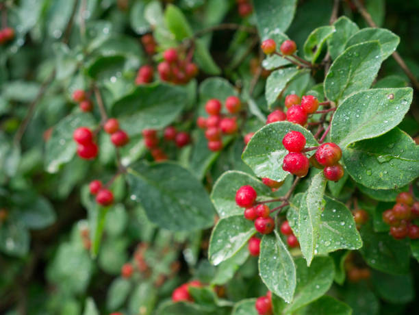 Red cotoneaster berries close-up Red cotoneaster berries close-up cotoneaster horizontalis stock pictures, royalty-free photos & images