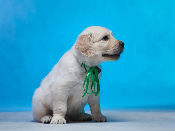 istock Golden retriever puppy 1009394296