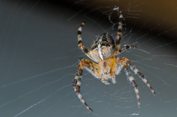 istock The spider sits on a cobweb in anticipation of a victim 1009404266