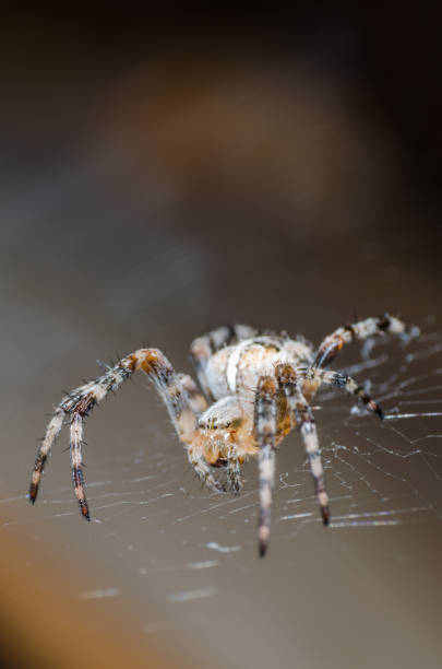 istock The spider sits on a cobweb in anticipation of a victim 1009404278