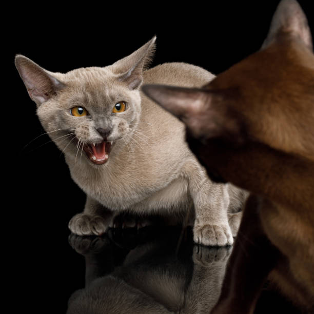 Burmese Cats on isolated black background Closeup Two Angry Cats hisses with fear of each other on isolated black background hissing photos stock pictures, royalty-free photos & images