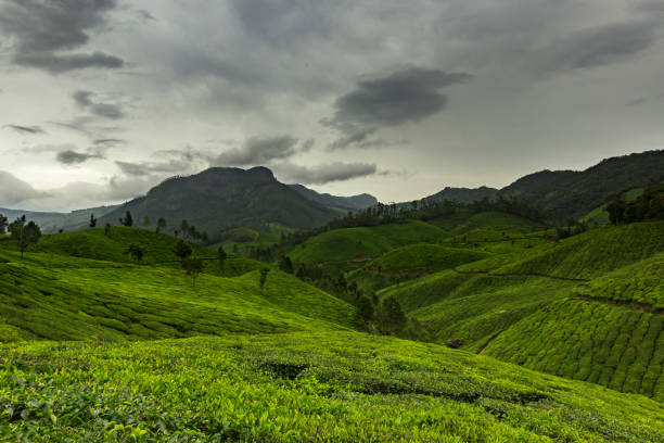 Tea Plantation Landscape Tea Plantation Landscape - Green lush - Tea Garden - Mountain view - Munnar, Kerala - India monsoon stock pictures, royalty-free photos & images