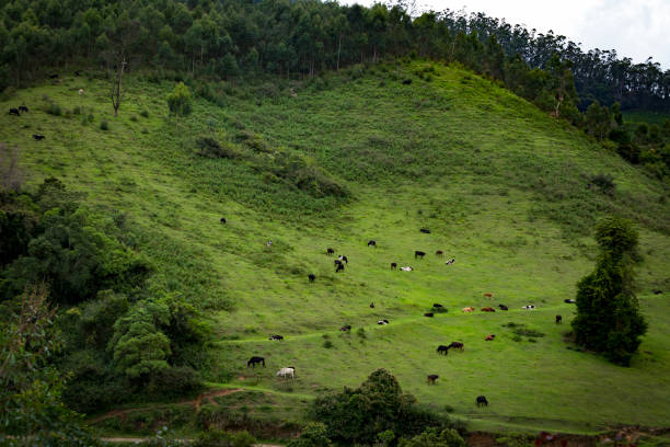 istock The cows graze in green lush 1009421542