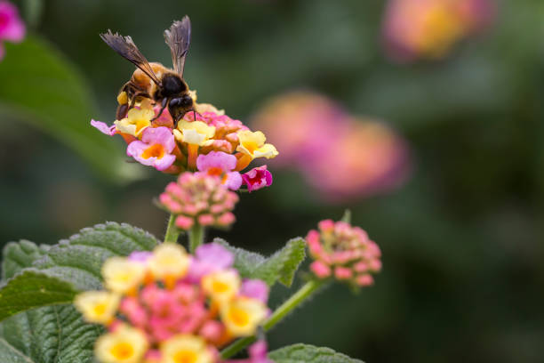 istock bee on lantana camara flower 1009421678