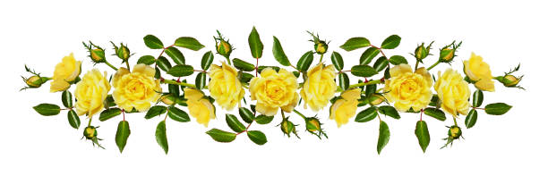 Yellow garden rose flower, buds and leaves Yellow garden rose flower, buds and leaves in a line arrangement isolated on white thorn wreath stock pictures, royalty-free photos & images