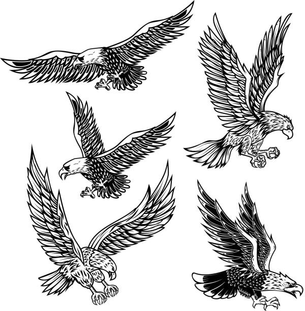 ilustraciones, imágenes clip art, dibujos animados e iconos de stock de conjunto de ilustraciones de águilas. elemento de diseño de etiqueta, emblema, signo, cartel, camiseta. - eagles