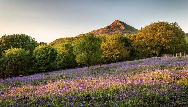 istock Bluebells at Roseberry Topping 1009430666