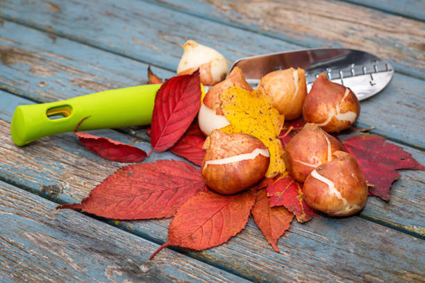 Fall Bulbs Fall bulbs and leaves placed alongside a garden trowel. plant bulb stock pictures, royalty-free photos & images