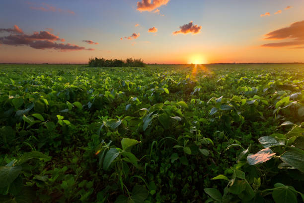 istock agriculture field with young harvest 1009436566