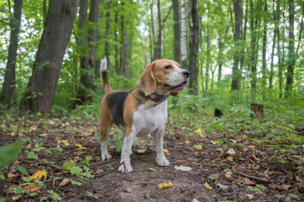 istock Beagle dog in the summer Park 1009445044