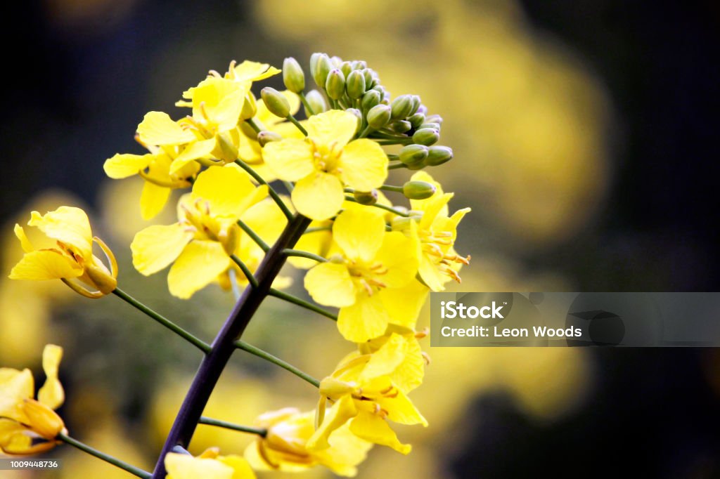 Yellow flower A photo of a yellow garden flower. Agricultural Field Stock Photo