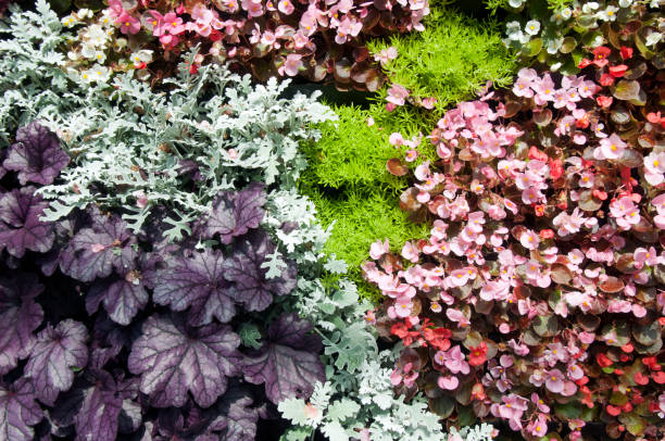 Plant wall with wax begonia, dusty miller and gold mound plants Autumn in the garden Sydney, Australia dusty miller photos stock pictures, royalty-free photos & images