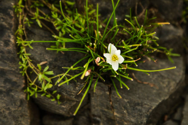 istock flower growing among rocks proof of resilience 1009451482