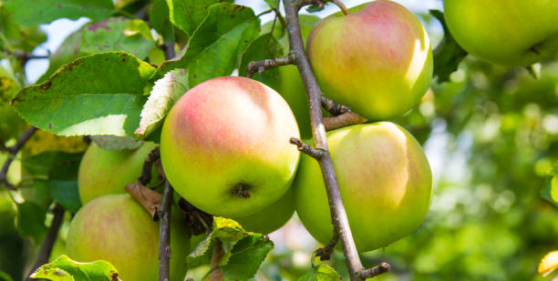 istock Trees with green apples in an orchard. 1009452078