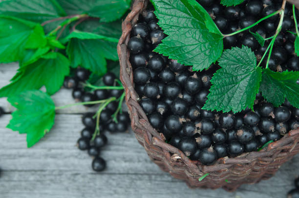 istock Harvest of black currants in a wicker basket. 1009452212