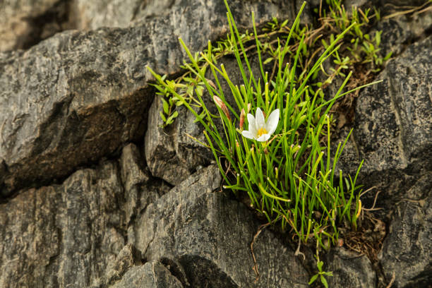 In the Uruguayan coast of Rio de la Plata(the widest river in the world) there is a colonial town named Colonia. The coast is very rocky and among those rocks I found this plant growing strong and healthy bringing the gift of a beautiful flower. I thought it was a proof of hope and resilience.
