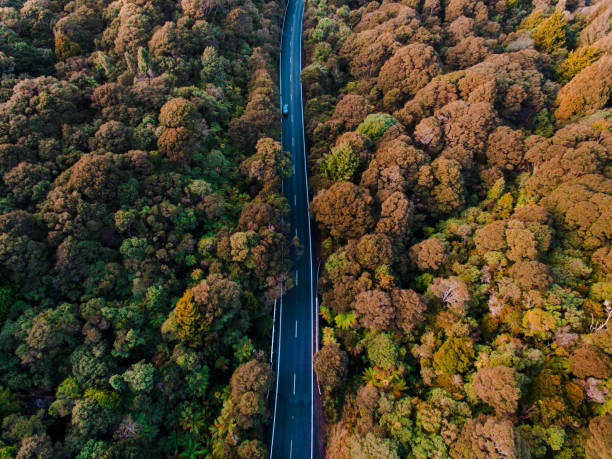 istock Aerial view of road passing through forest. 1009456926