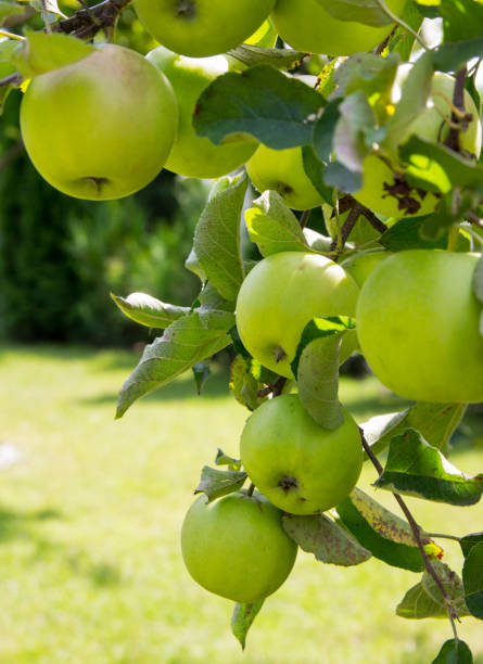 istock Trees with green apples in an orchard. 1009457254