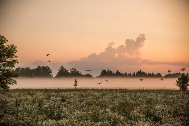 Grey partridges and fog