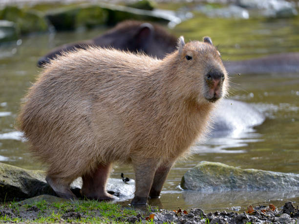 istock Capybara at the edge of a pond 1009464502
