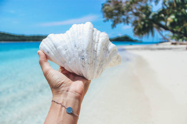 istock Girl holding big shell on the beach 1009464720