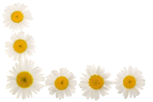 istock chamomile or daisies isolated on white background with copy space for your text. Top view. Flat lay 1009464946