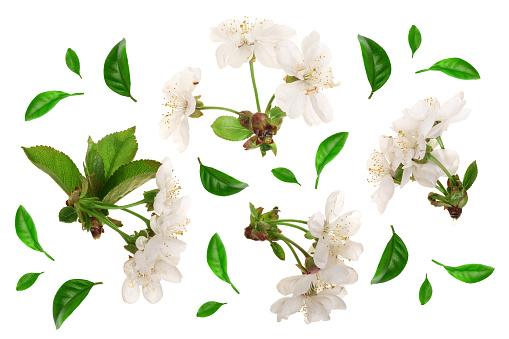 Branch with cherry flowers isolated on white background. Top view. Flat lay.