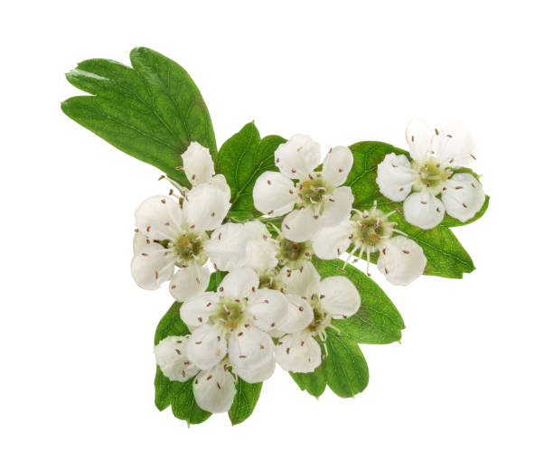 istock Hawthorn or Crataegus monogyna branch with flowers isolated on a white background 1009464980