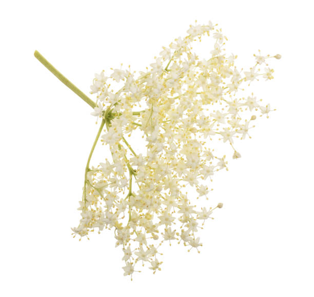 istock Elder flower blossoms isolated on a white background. Medicinal plant 1009464982