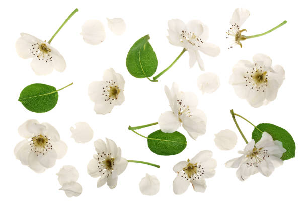 istock pear flowers isolated on white background. Top view. Flat lay. Set or collection 1009464992