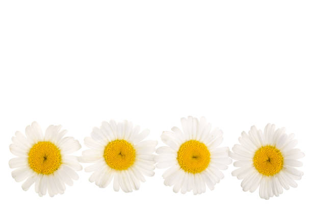 istock chamomile or daisies isolated on white background with copy space for your text. Top view. Flat lay 1009465022