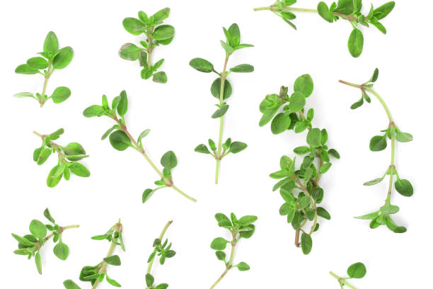 istock Fresh thyme spice isolated on white background with copy space for your text. Top view. Flat lay pattern 1009467816