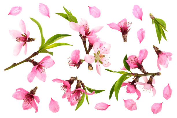 istock Cherry blossom, sakura flowers isolated on white background. Top view. Flat lay pattern 1009467840