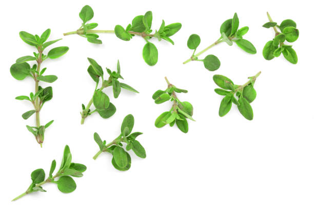 istock Fresh thyme spice isolated on white background with copy space for your text. Top view. Flat lay pattern 1009467854