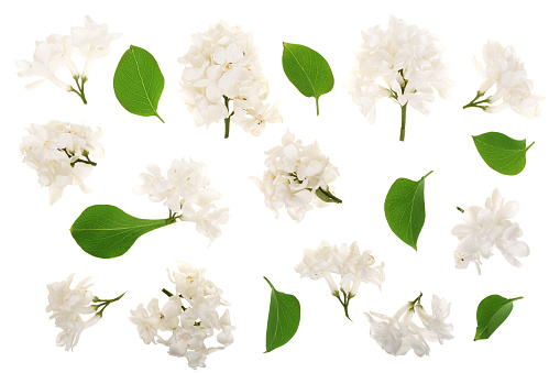 light lilac flowers, branches and leaves isolated on white background . Flat lay. Top view.