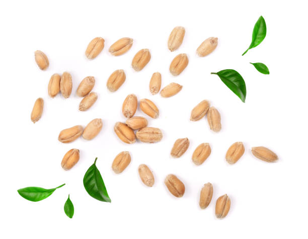 istock wheat grains decorated with green leaves isolated on white background. Top view 1009468058