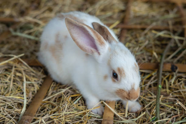 istock cute white baby rabbit sitting on straw ground 1009471850