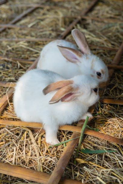 istock two cute white baby rabbits eating grass on the straw ground 1009473928