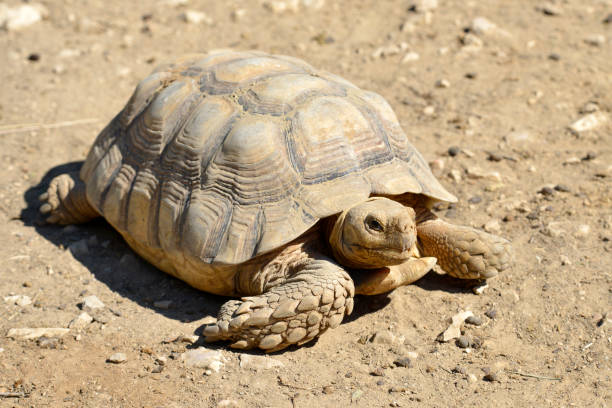 istock African spurred tortoise on ground 1009474392
