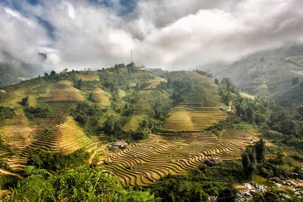 istock Ricefield Sapa Vietnam 1009474554