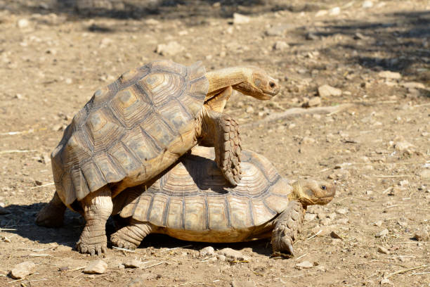 istock Mating of sulcata tortoises 1009474618
