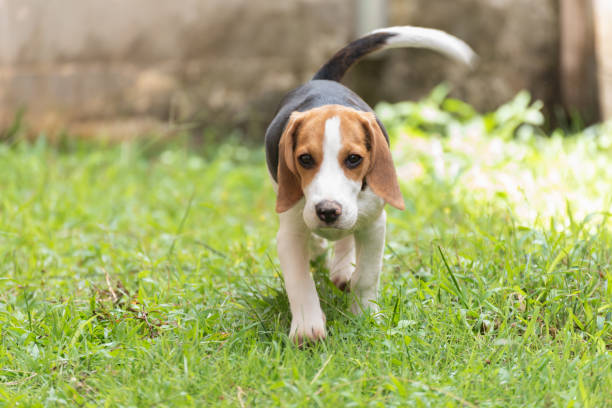 istock Cute beagle dog running on the grass 1009474732