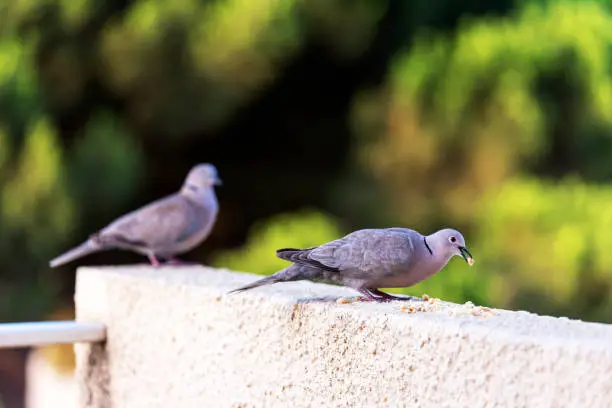 Photo of Turtle doves eating breadcrumbs and biscuits on our balcony