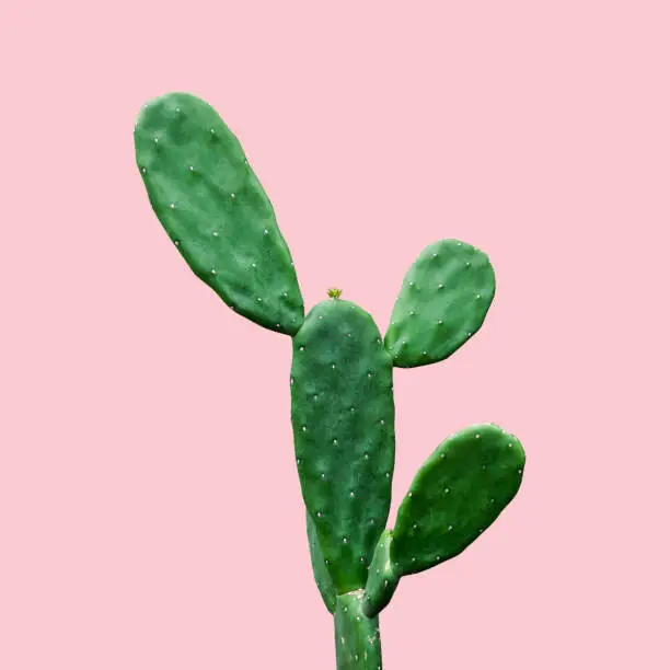Cactus isolated on pink background minimal summer with clipping path