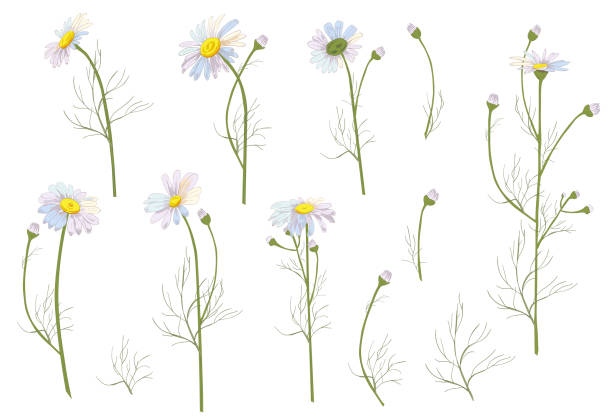 ilustrações, clipart, desenhos animados e ícones de conjunto de flores de camomila (asteraceae), branco, brotos, folhas verdes e hastes. esboço de botânico realista sobre fundo branco, para o projeto, mão desenhar ilustração em estilo vintage, vetor - chamomile herbal tea chamomile plant tea