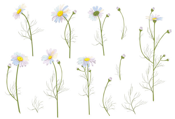 набор ромашки (daisy), белые цветы, почки, зеленые листья, стебли. реалистичный ботанический эскиз на белом фоне для дизайна, иллюстрация ручно� - chamomile herbal tea chamomile plant tea stock illustrations